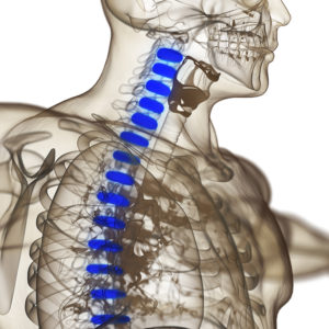 Human spine discs. 3d illustration